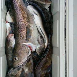 第八平成丸 釣果