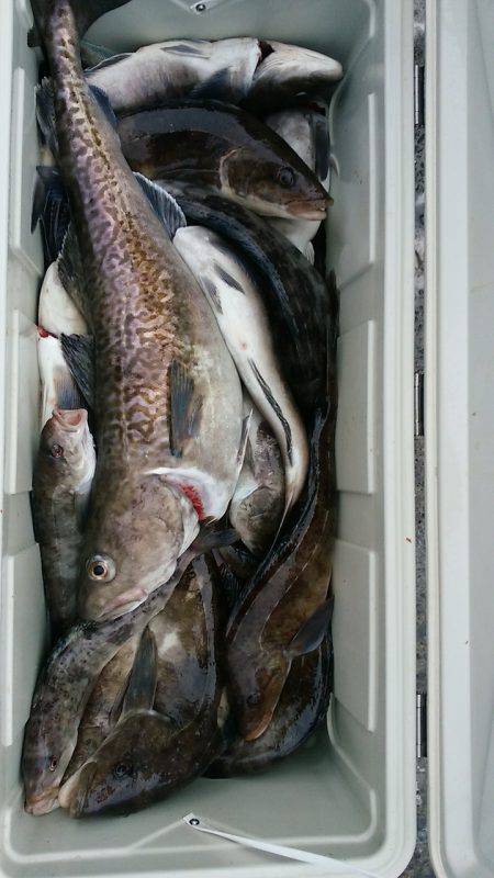 第八平成丸 釣果