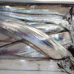 松本釣船２ 釣果