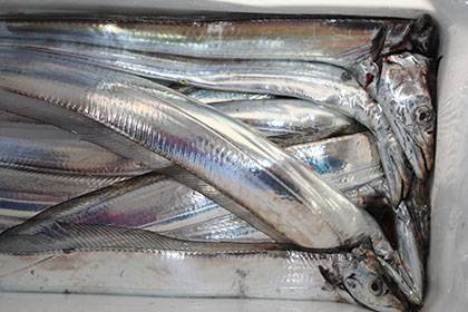 松本釣船２ 釣果