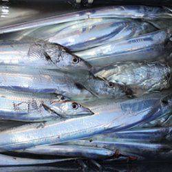 松本釣船２ 釣果