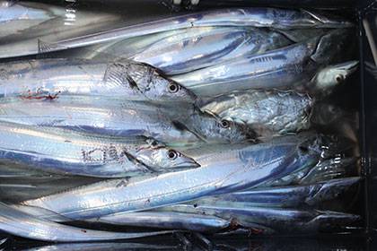 松本釣船２ 釣果