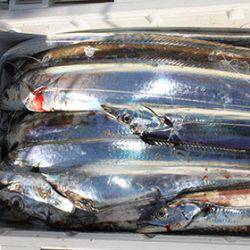 松本釣船２ 釣果