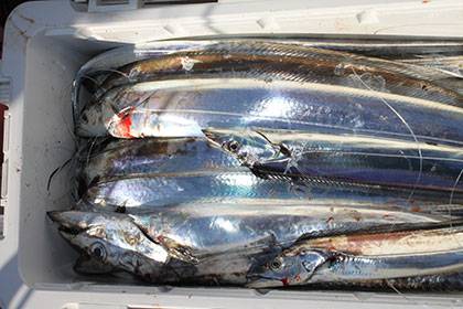 松本釣船２ 釣果