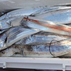 松本釣船２ 釣果