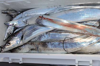 松本釣船２ 釣果