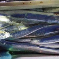 オーフリー 釣果