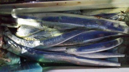 オーフリー 釣果