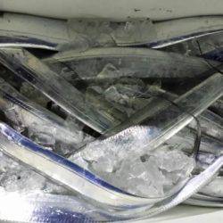 オーフリー 釣果