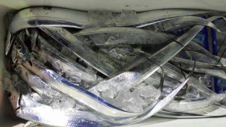 オーフリー 釣果