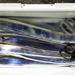 オーフリー 釣果