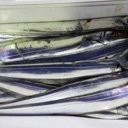 オーフリー 釣果