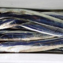 オーフリー 釣果