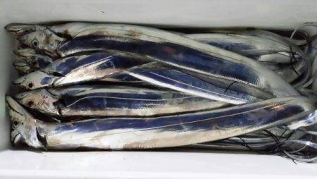 オーフリー 釣果