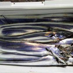 オーフリー 釣果