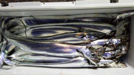 オーフリー 釣果