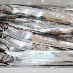 松本釣船２ 釣果