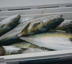 海龍丸(福岡) 釣果