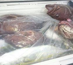 海龍丸(福岡) 釣果