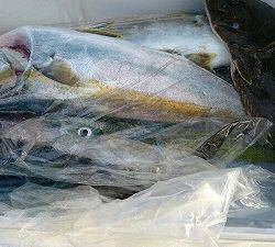 海龍丸(福岡) 釣果