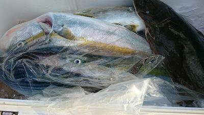 海龍丸(福岡) 釣果