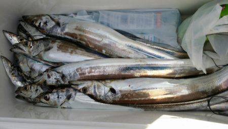 オーフリー 釣果