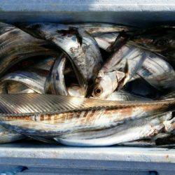 オーフリー 釣果