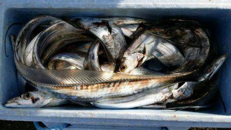 オーフリー 釣果