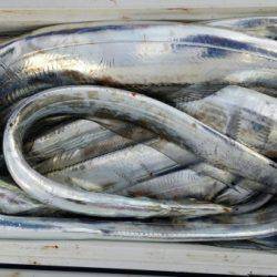 オーフリー 釣果