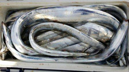 オーフリー 釣果