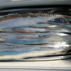 オーフリー 釣果