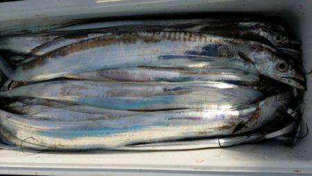 オーフリー 釣果