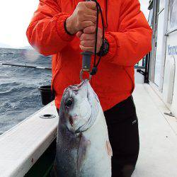 第三むつりょう丸 釣果