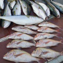 飛燕さくら丸 釣果