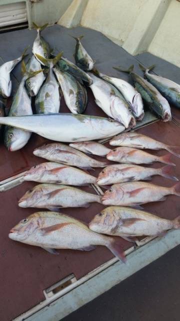 飛燕さくら丸 釣果