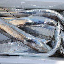 松本釣船２ 釣果