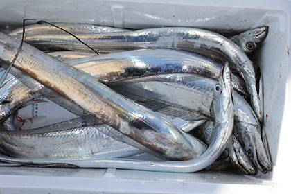 松本釣船２ 釣果