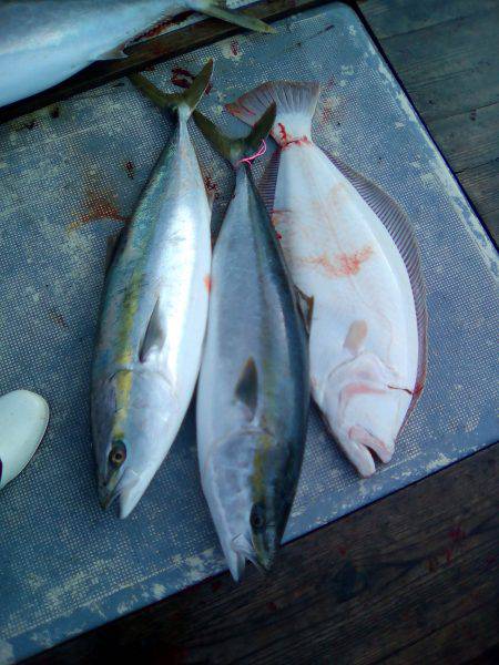 ファイヤードルフィン 釣果