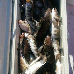 第八平成丸 釣果