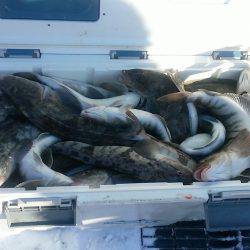 第八平成丸 釣果