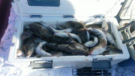 第八平成丸 釣果