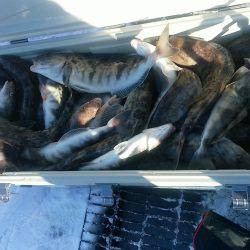 第八平成丸 釣果