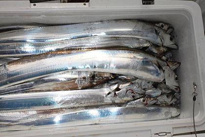 松本釣船２ 釣果