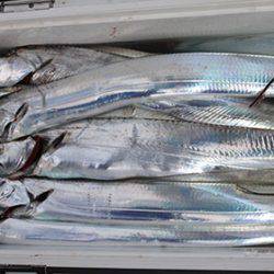 松本釣船２ 釣果