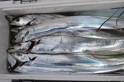 松本釣船２ 釣果