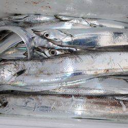 松本釣船２ 釣果