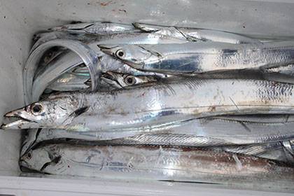 松本釣船２ 釣果