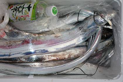 松本釣船２ 釣果