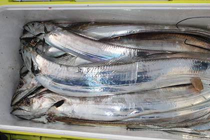 松本釣船２ 釣果