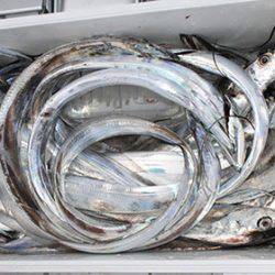 松本釣船２ 釣果